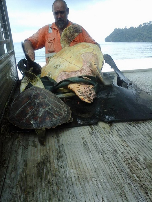 Две черепахи, спасенные от гибели