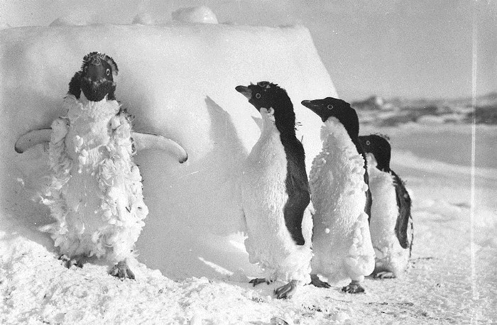 Пингвины Адели.
