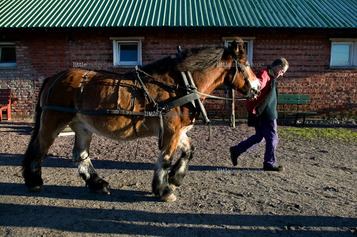 Заключенные выполняют обязательные работы: занимаются сельским хозяйством или ухаживают за лошадьми