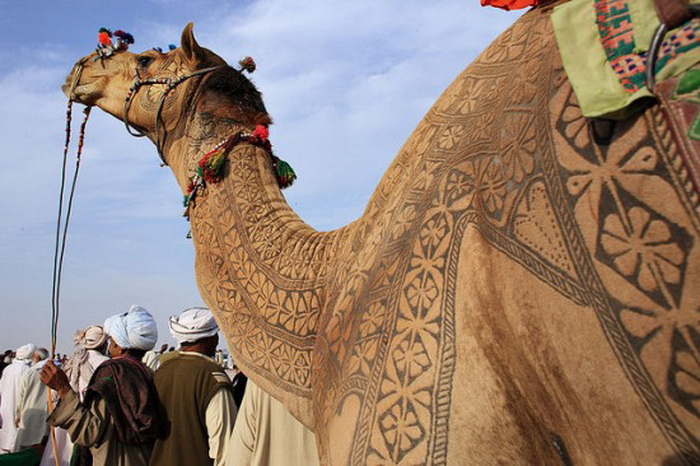 Удивительные верблюды на Bikaner Camel Festival