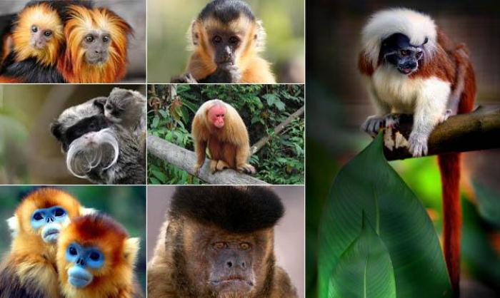 В Бразилии 77 видов обезьян, но увидеть их можно только в зоопарках.