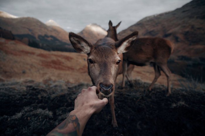 Дикие животные на расстоянии вытянутой руки. Фотограф Фран Март (Fran Mart).