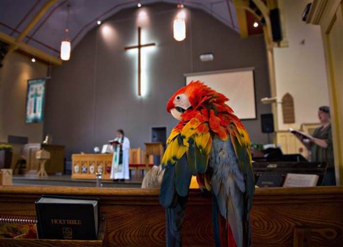Домашний попугай на богослужении. Фото: Animal.ru