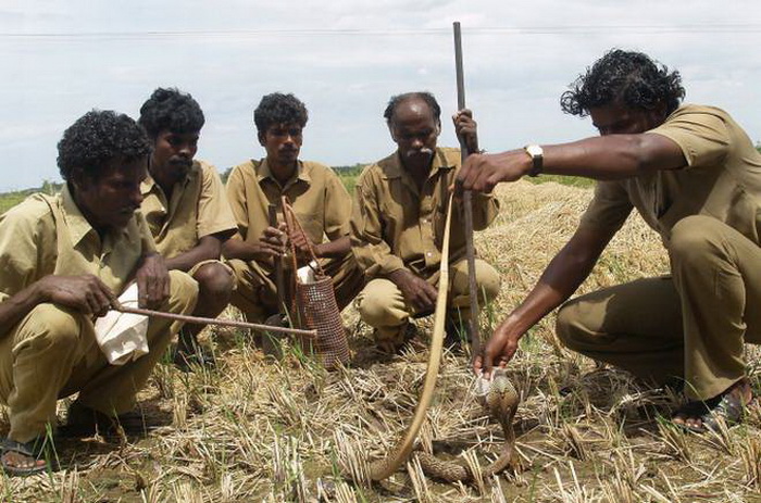 Охотники на змей из племени ирула. Фото: tourmyindia.com