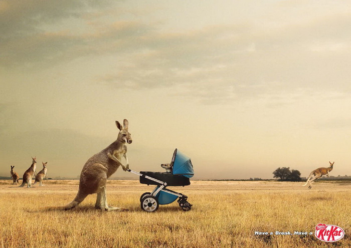Рекламный постер KitKat: шоколадный батончик покорил даже мамашу—кенгуру