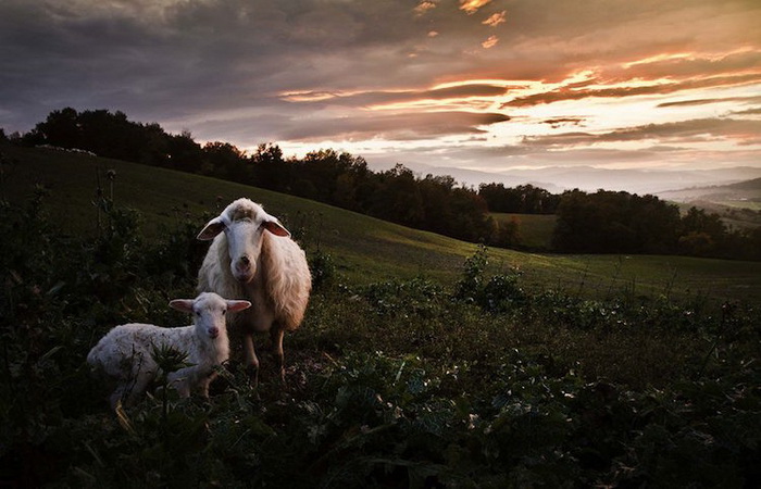 Фотографии Марко Сгарби о жизни среди тосканских холмов и выпасе овец