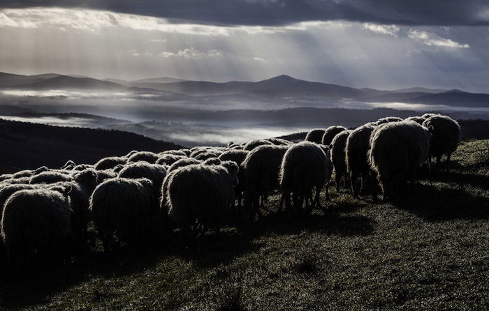 Фотографии из жизни пастуха