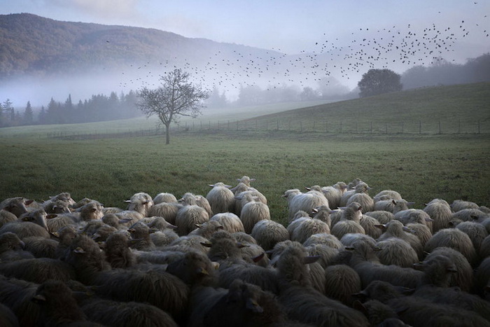 Фотографии из жизни пастуха