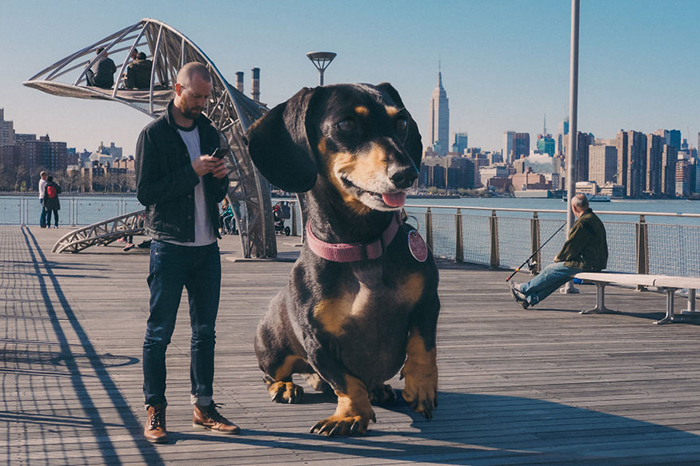 Забавные снимки собаки в Бруклине