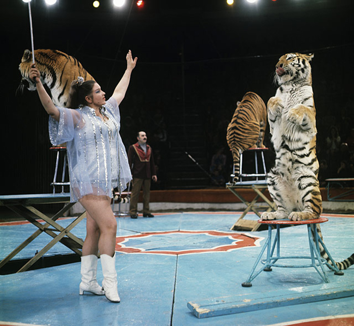 Цирковое выступление Маргариты Назаровой