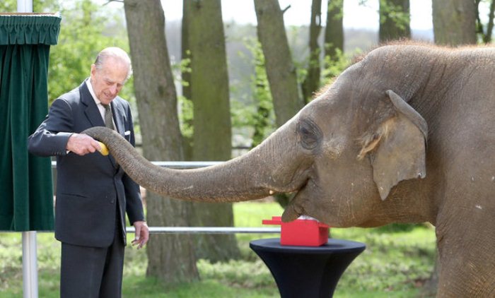 Филипп в зоопарке кормит слона.