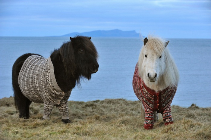 Милые пони в шерстяных свитерах - новая визитная карточка Шотландии