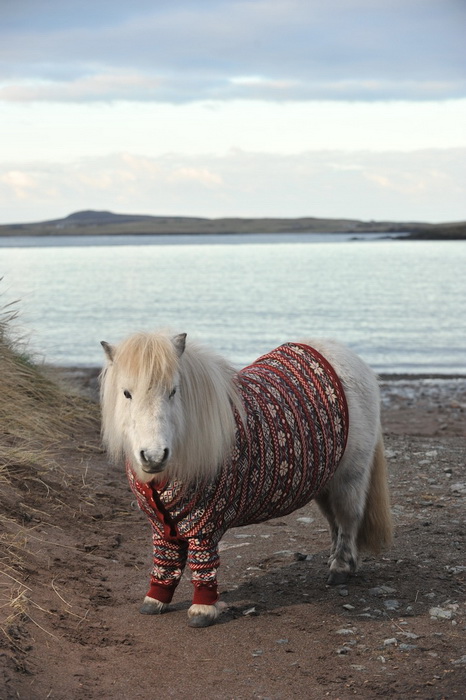 Милые пони в шерстяных свитерах - новая визитная карточка Шотландии