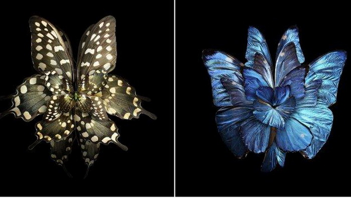 Цветы из крыльев бабочек: фотоманипуляции от Себа Джаниака (Seb Janiak)