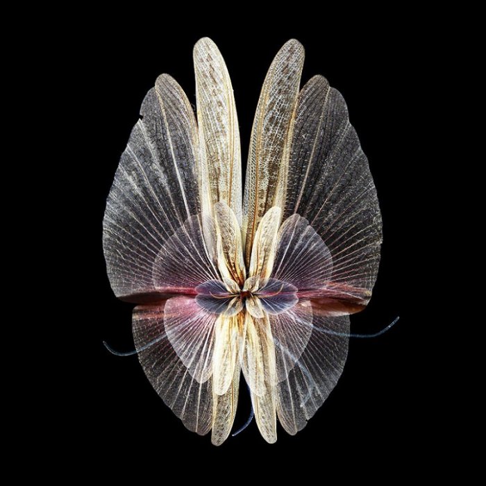 Цветы из крыльев бабочек: фотоманипуляции от Себа Джаниака (Seb Janiak)