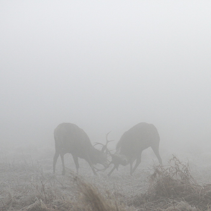 Мистические фотографии оленей в тумане от Sirli Raitma