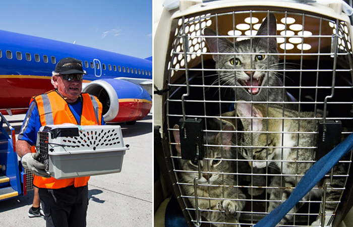 Американская авиакомпания спасла десятки бездомных животных после урагана в Техасе.