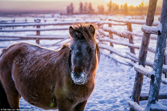 Якутские лошади - источник мяса и молока для жителей республики Саха.