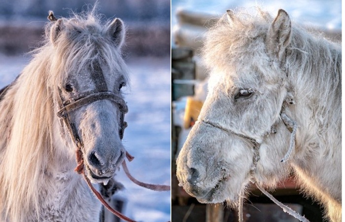 Якутские лошади - животные, которые могут выжить при температуре -60 градусов.