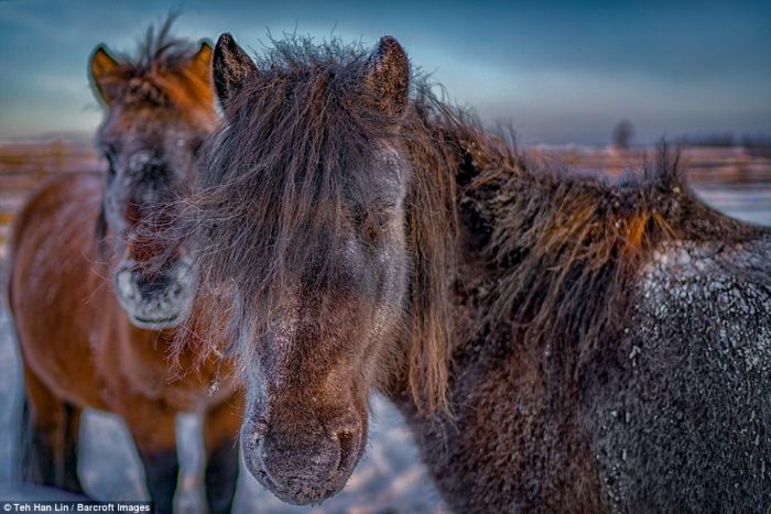 Якутские лошади выживают при экстремально низких температурах.