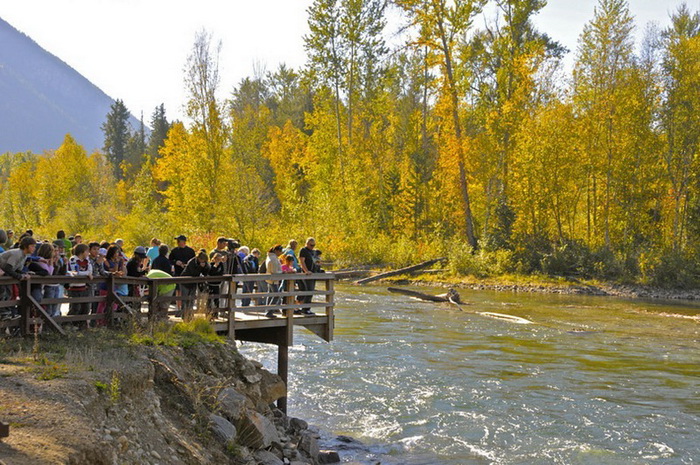 Раз в четыре года туристы презжают на реку Адамс, чтобы увидеть невероятное природное явление