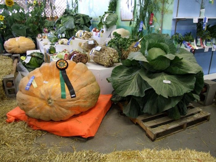 Огромные тыквы и капусты, фестиваль-2009