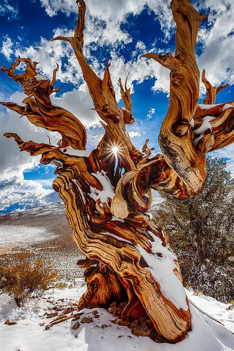 Старейшее дерево в парке Great Basin Bristlecone Pine названо в честь библейского праотца-долгожителя Мафусаила