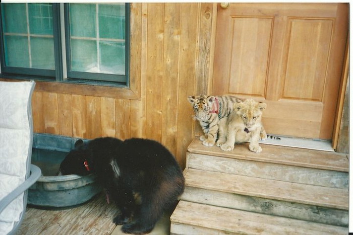 Удивительная дружба медведя, тигра и льва