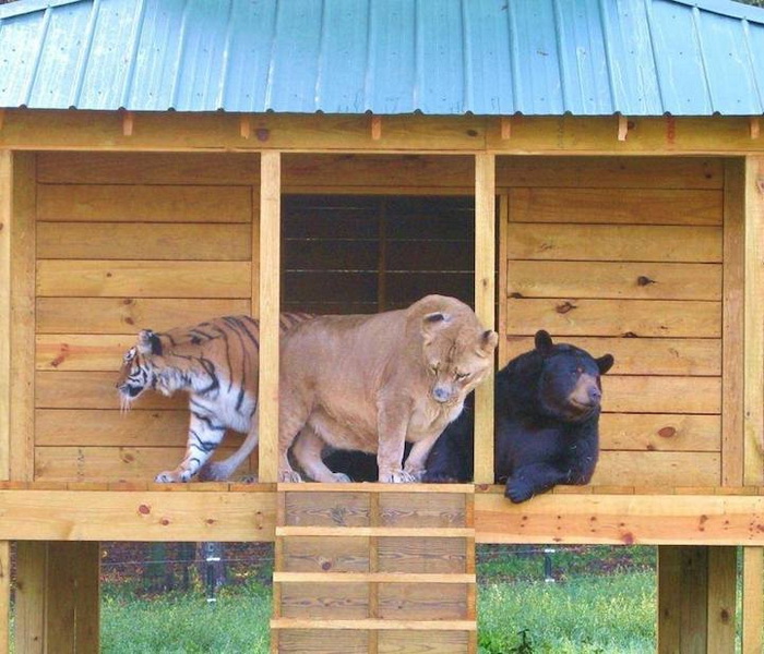 Удивительная дружба медведя, тигра и льва