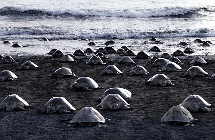 Аррибада: сотни тысяч черепах откладывают яйца на пляже Коста-Рики