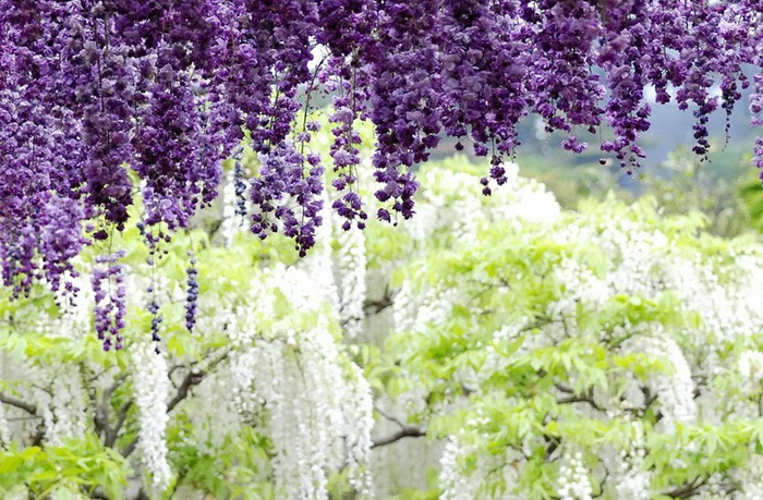 Фиолетовые и белые глицинии в японском цветочном парке Асикага