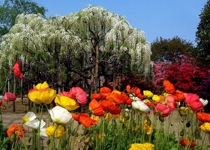 В японском парке Асикага множество разнообразных цветов