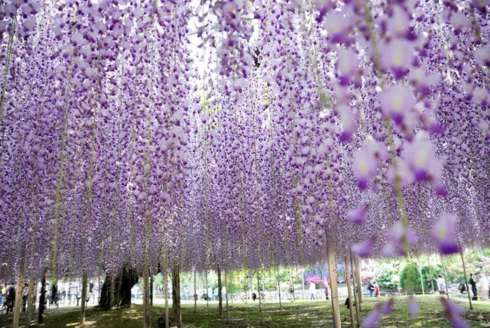 Глициниевый рай в японском парке Асикага
