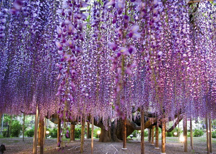 Вековое дерево fuji образует своеобразный «зонт» из своих соцветий