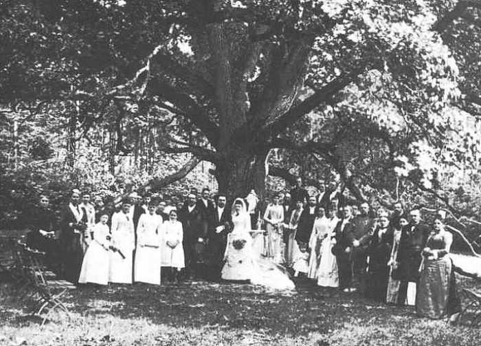 Свадебная церемония возле Дерева Любви