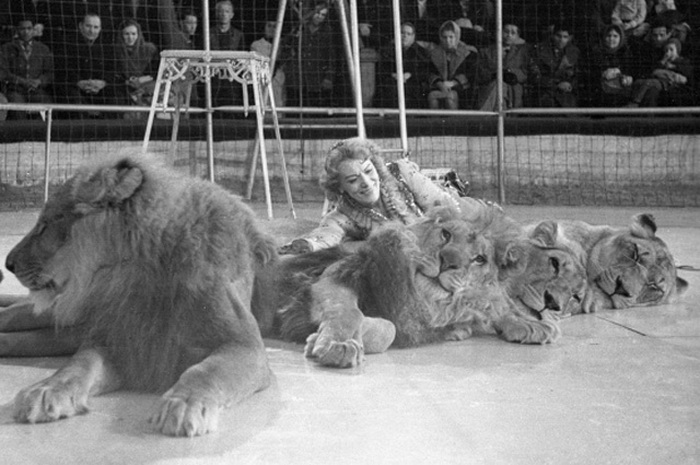 Ковер из львов, 1964 год | Фото:  ria.ru