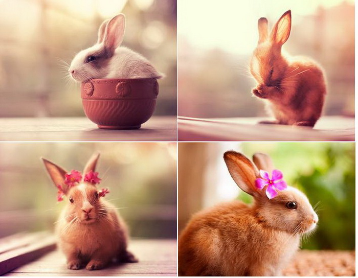 Фотографии очаровательных кроликов