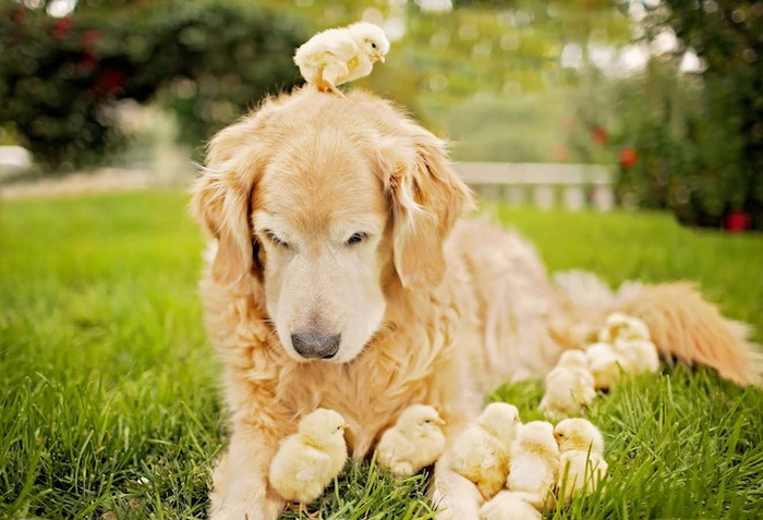 Золотистый ретривер и цыплята: умилительная фотосессия