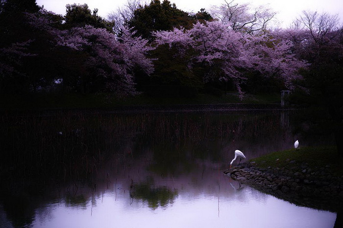 Грезы японской вишни. Фотограф S. Ohtani