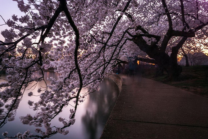 Тоннель из вишневого цвета. Фотограф Jessie Meyer
