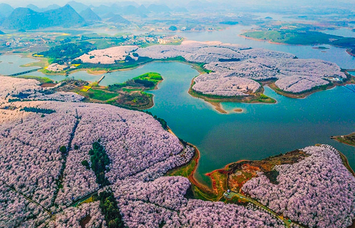 Цветущий сакуры в Китае.