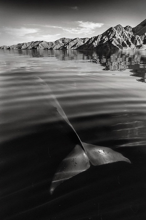 Подводный мир на фотографиях Кристофера Сванна