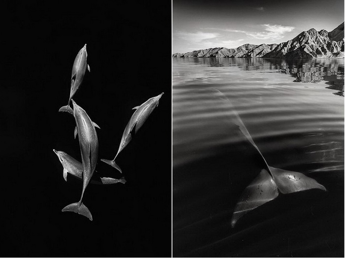 Подводный мир на фотографиях Кристофера Сванна