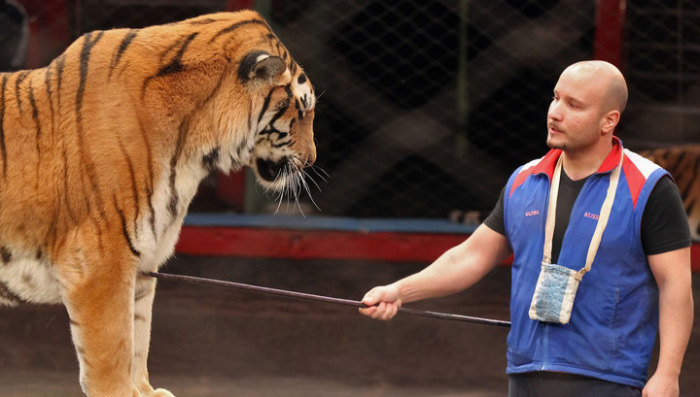 Дрессировщик тигров Артур Багдасаров. Фото: vesti.ru