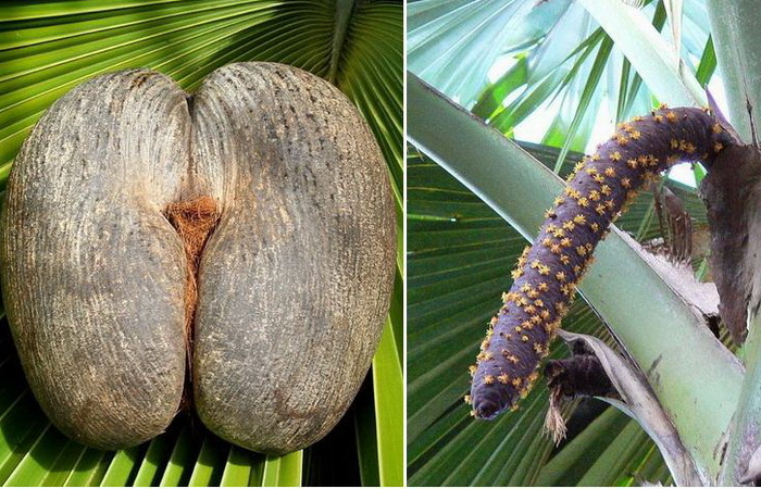 Коко-де-мер - самый необычный кокос на планете.