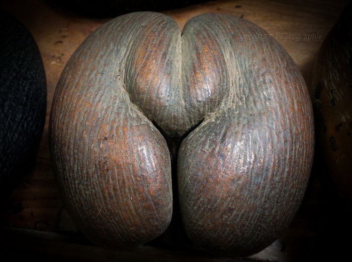 Многие утверждают, что этот кокос по форме напоминает женские ягодицы.