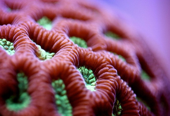 Макросъемка: удивительные коралловые полипы на фотографиях Феликса Салазара