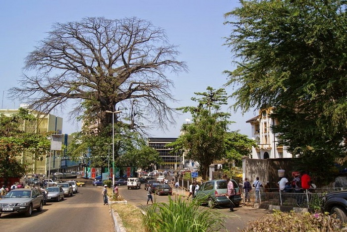 Дерево-долгожитель - исторический символ Сьерра-Леоне