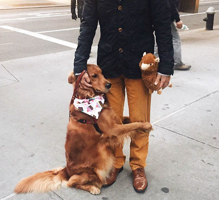 Лубутен - пес из Нью-Йорка, который обожает обнимать людей