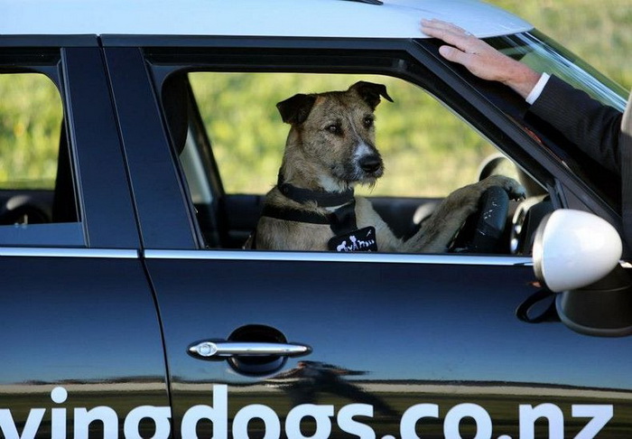 Проект по защите бездомных животных в Новой Зеландии: собаки за рулем авто